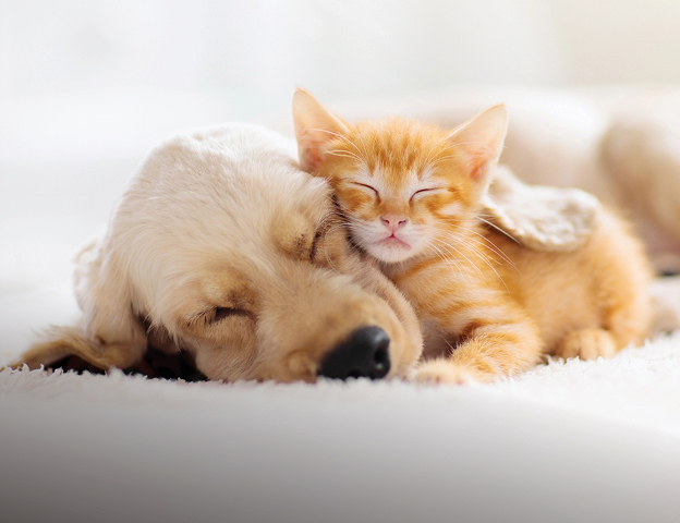 PET CARE